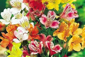 Αλστρομέρια η Alstromeria Αλστρομέρια η Alstromeria