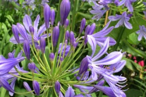 Εγχειρίδιο  αρωματικών λουλουδιών Εγχειρίδιο  αρωματικών λουλουδιών