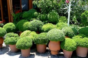 Φυτά που Διώχνουν τα Κουνούπια | Cosmoflora Φυτά που Διώχνουν τα Κουνούπια | Cosmoflora