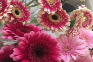 Ζέρμπερα (Gerbera), το λουλούδι που φτιάχνει την Διάθεση! Ζέρμπερα (Gerbera), το λουλούδι που φτιάχνει την Διάθεση!