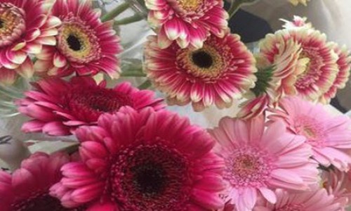 Ζέρμπερα (Gerbera), το λουλούδι που φτιάχνει την Διάθεση!