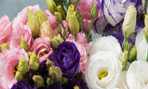 Λυσίανθος, Eustoma grandiflorum Λυσίανθος, Eustoma grandiflorum