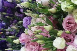 Το Λουλούδι που Μαγεύει με τα Χρώματά του | Cosmoflora Το Λουλούδι που Μαγεύει με τα Χρώματά του | Cosmoflora