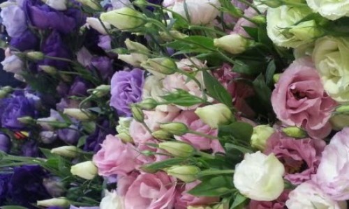 Το Λουλούδι που Μαγεύει με τα Χρώματά του | Cosmoflora