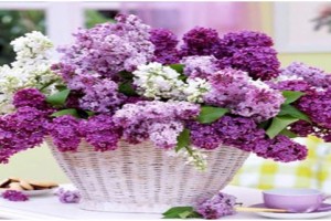 Πασχαλιά – Το Λουλούδι της Άνοιξης & του Πάσχα | Cosmoflora Πασχαλιά – Το Λουλούδι της Άνοιξης & του Πάσχα | Cosmoflora