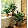 Simply Elegant Spathiphyllum - medium