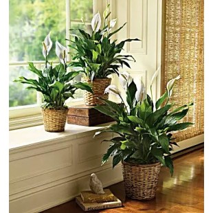Simply Elegant Spathiphyllum - medium Simply Elegant Spathiphyllum - medium