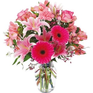 The fuchsia Queen The fuchsia Queen