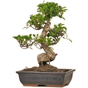 Εντυπωσιακό μπονζάι 