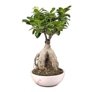 Μπονζάι Ginseng