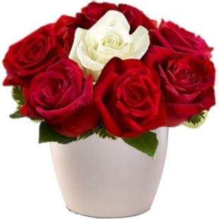 Roses in Pot  Roses in Pot