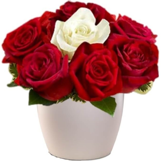 Roses in Pot 