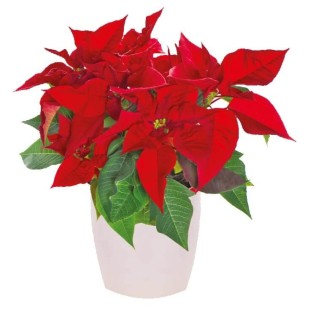 Φυτό των Χριστουγέννων Αλεξανδρινό Φυτό των Χριστουγέννων Αλεξανδρινό