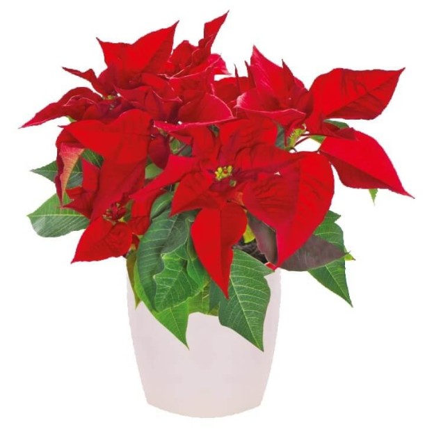 Φυτό των Χριστουγέννων  Αλεξανδρινό