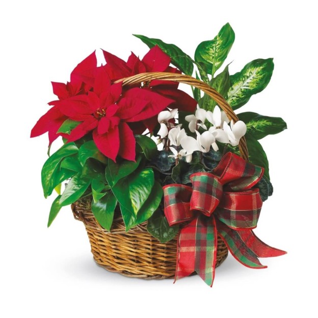 Καλάθι με Φυτά Εποχής 