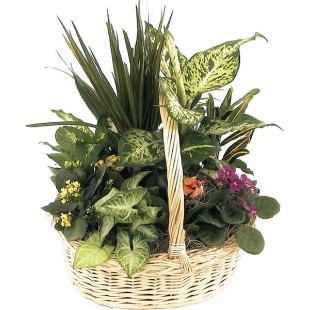 Καλάθι της Γιορτής - Διάφορα φυτά 