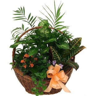 Ο μικρός Κήπος - Διάφορα Φυτά Ο μικρός Κήπος - Διάφορα Φυτά