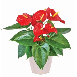 Ανθούριο σε κασπώ πλαστικό 