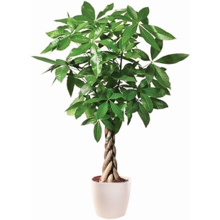 Παχύρα φυτό σε κασπώ πλαστικό 