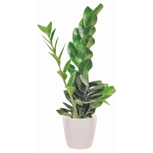 Ζαμιοκούλκας φυτό 