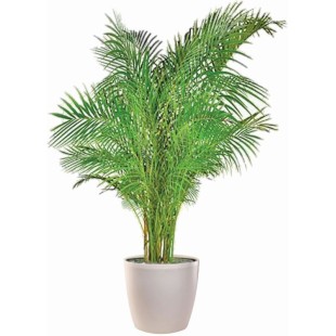 Φυτό Αρέκα η 'Μεγαλοπρεπής' 