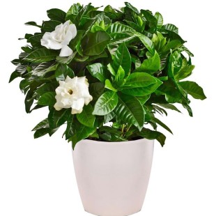 Φυτό Γαρδένια 