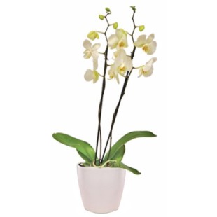 Ορχιδέα Φαλαίνοψις λευκή σε κεραμικό κασπώ Ορχιδέα Φαλαίνοψις λευκή σε κεραμικό κασπώ