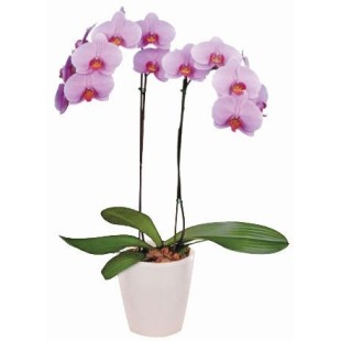 Ροζ ορχιδέα Φαλαίνοψις σε κεραμικό  Ροζ ορχιδέα Φαλαίνοψις σε κεραμικό