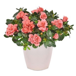 Φυτό Αζαλέα σε κασπώ 