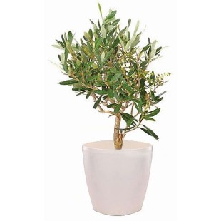 Ελιά η Ελληνική σε κασπώ πλαστικό