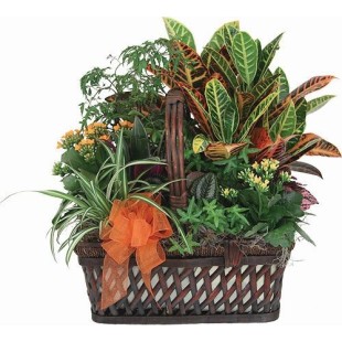 Καλάθι Vegetation  