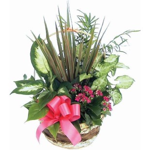 Καλαθάκι Sweet Green 