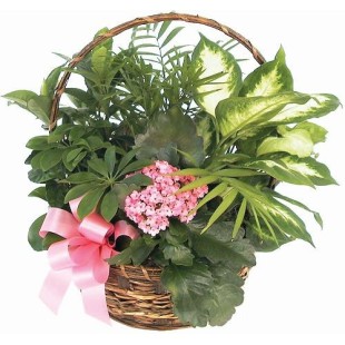 Καλάθι πράσινα & ανθισμένα φυτά  