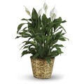 Simply Elegant Spathiphyllum - medium