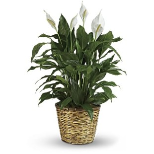Simply Elegant Spathiphyllum - medium Simply Elegant Spathiphyllum - medium