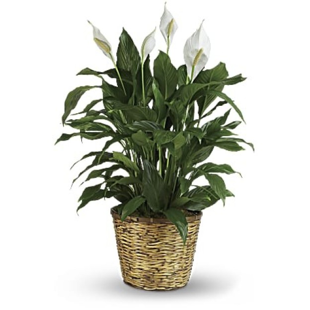Simply Elegant Spathiphyllum - medium