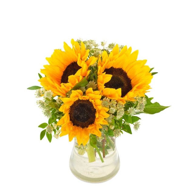 Sunny sunflower Sunny sunflower
