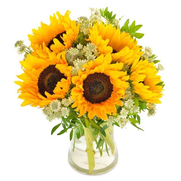 Sunny sunflower Sunny sunflower