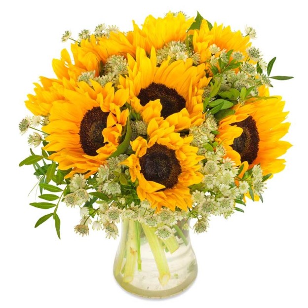 Sunny sunflower Sunny sunflower