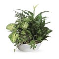 Medium Dish Garden 