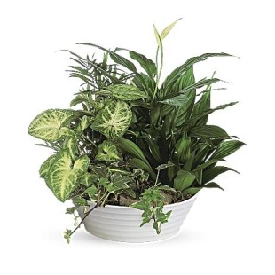 Medium Dish Garden  Medium Dish Garden