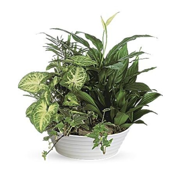 Medium Dish Garden 