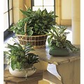 Medium Dish Garden 