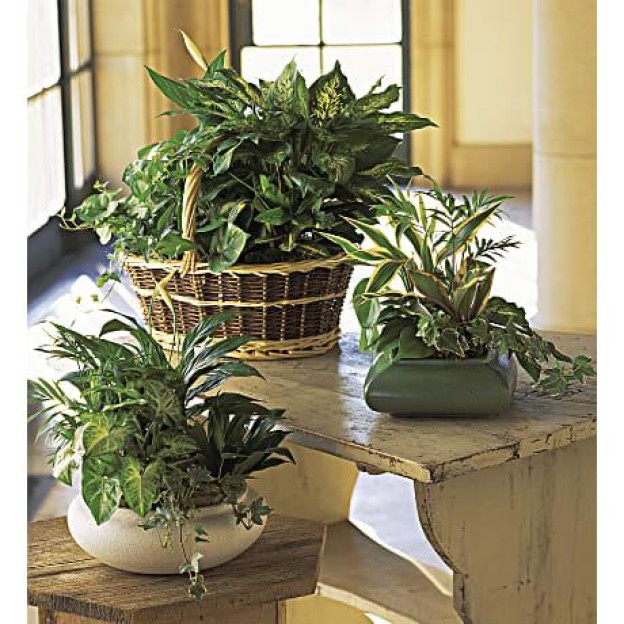 Medium Dish Garden Medium Dish Garden