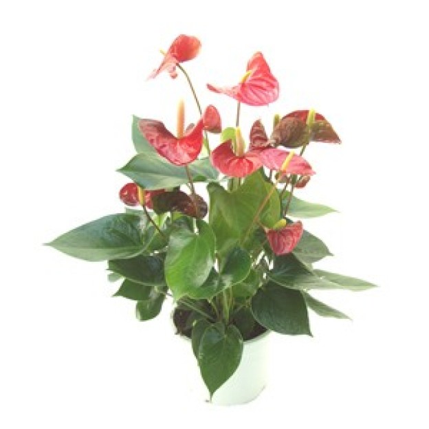 Anthurium Plant (IT)