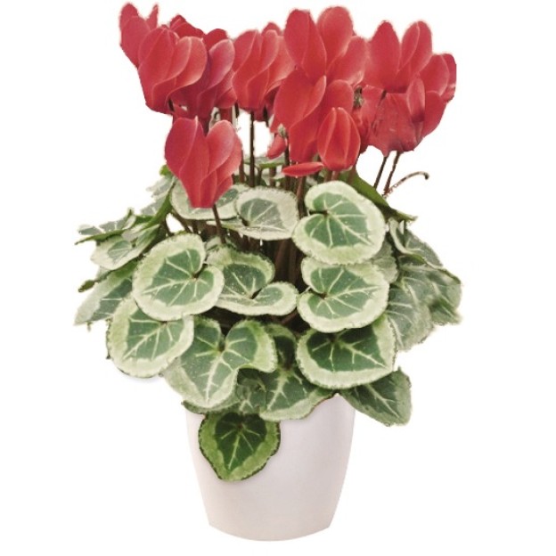 Κυκλάμινο σε πλαστικό κασπώ 