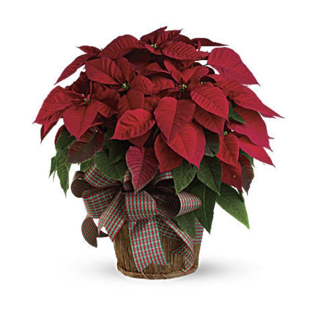 Φυτό των Χριστουγέννων  Αλεξανδρινό