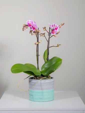 Mini Phalaenopsis Ορχιδέα (IT)
