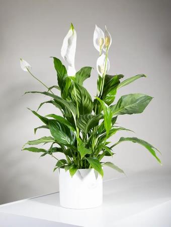 Φυτό Σπαθίφυλλο (Peace Lily) (IT)