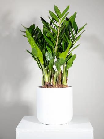Φυτό Zamioculcas (Ζάμια)  (IT)